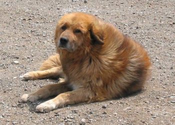 Миний Арслан (сайн найзыгаа дурсав)