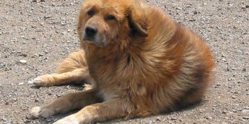 Миний Арслан (сайн найзыгаа дурсав)