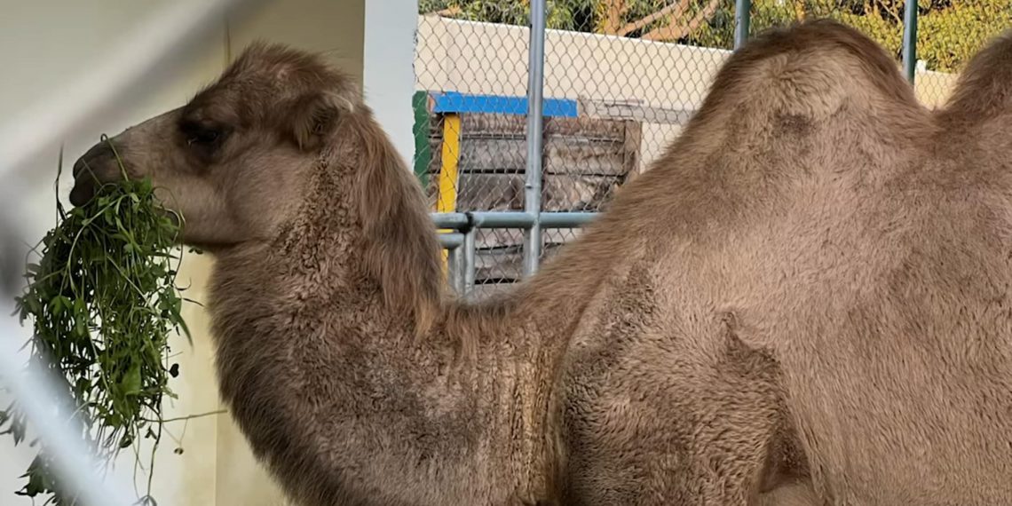 Пакистаны амьтны хүрээлэнгийн тэмээ Монголчуудаа дагаж уйлжээ