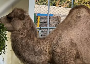 Пакистаны амьтны хүрээлэнгийн тэмээ Монголчуудаа дагаж уйлжээ