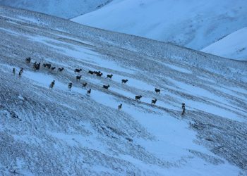Хил орчимд Алтайн 2477 аргаль хонины тархац, байршлыг тогтоов