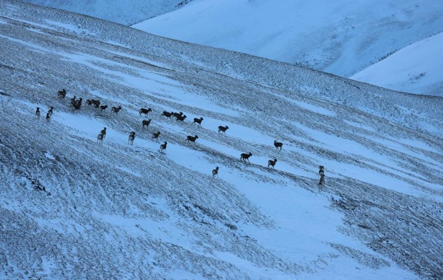 Хил орчимд Алтайн 2477 аргаль хонины тархац, байршлыг тогтоов