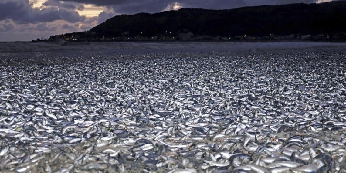 Японы хойд эрэгт мянга гаруй тонн загас үхсэний учрыг судлаачид ингэж тайлбарлав