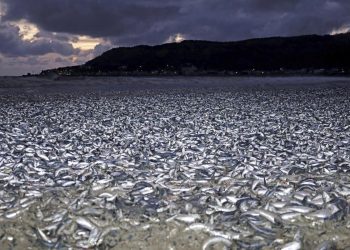 Японы хойд эрэгт мянга гаруй тонн загас үхсэний учрыг судлаачид ингэж тайлбарлав