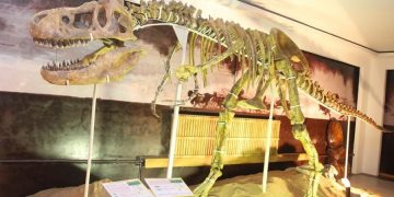 Тарбозаврын бүтэн хэлхээ яс аймгийн Байгалийн музейд хадгалагдаж байна