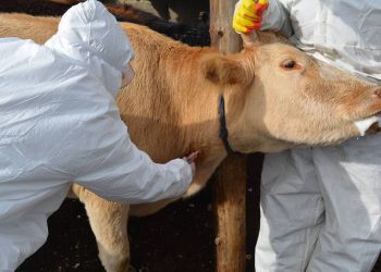 Малын гоц халдварт өвчний улмаас дөрвөн аймгийн таван суманд голомтот хорио цээрийн, нэг аймагт хязгаарлалтын дэглэм үргэлжилж байна