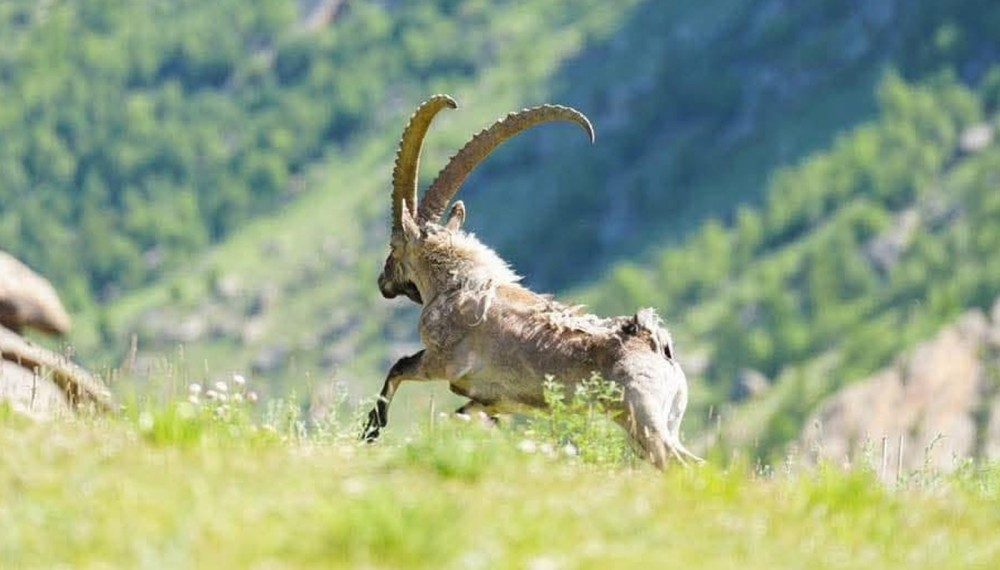 Архангай аймагт 48 янгир ямаа нутагшуулжээ