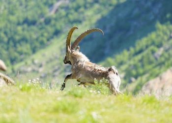 Архангай аймагт 48 янгир ямаа нутагшуулжээ