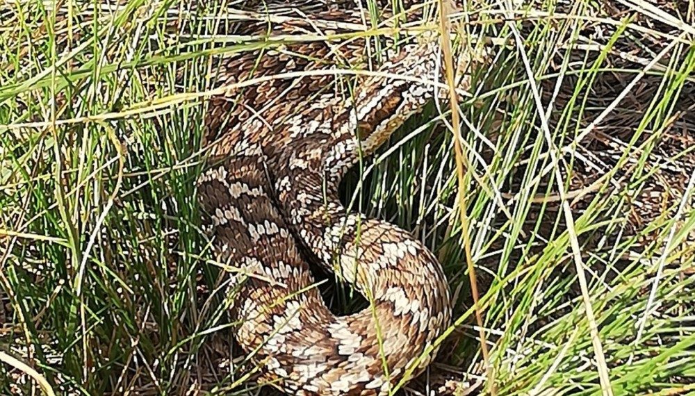 Бамбай хоншоорт могойг бусад төрлөөс нь хэрхэн ялгаж, таних вэ