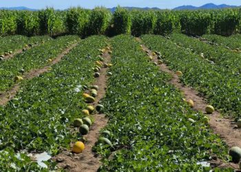 Говийн бүсэд усалгаатай тариалан нэвтрүүлэх туршилт амжилттай хэрэгжжээ