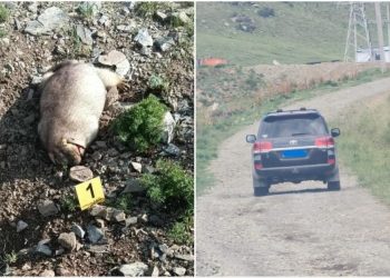 Жаргалантын аманд тарвага буудсан иргэнийг эрэн сурвалжилж байна