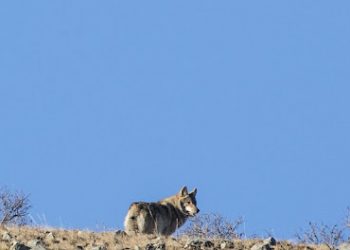 Амьтны тухай хуульд нэмэлт оруулах тухай хуулиар иргэн зайлшгүй шаардлагаар саарал чоно агнасан бол хуулийн хариуцлага хүлээхгүй