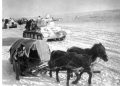 Фашистыг устгахад гавьяа байгуулсан Монгол морьдыг үхүүлж болохгүй гэж дарга тушаасан