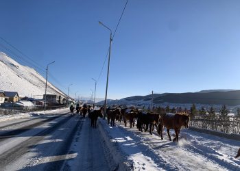 Х.Нямбаатар: Ирэх сарын 1-нээс өмнө нийслэлээс малаа гаргахгүй бол нэг адуунд 1 сая төгрөгийн торгууль ногдуулна
