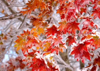 Арваннэгдүгээр сарын цаг агаарын урьдчилсан төлөв