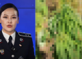 Сүхбаатар аймагт тариалан эрхэлдэг байгууллага “мансууруулах үйлчилгээтэй ургамал” тариалсан хэргийг илрүүлжээ