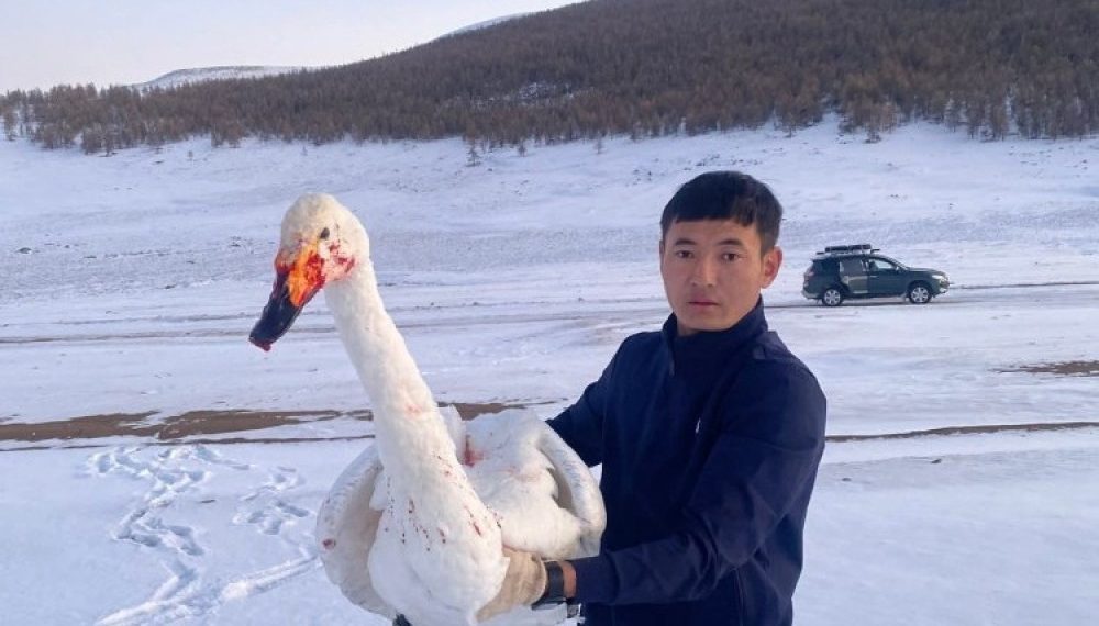 Шархдаж, сүргээсээ тасарч хоцорсон хун шувууг аварчээ