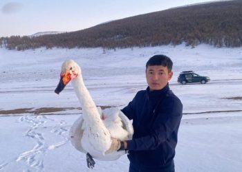 Шархдаж, сүргээсээ тасарч хоцорсон хун шувууг аварчээ