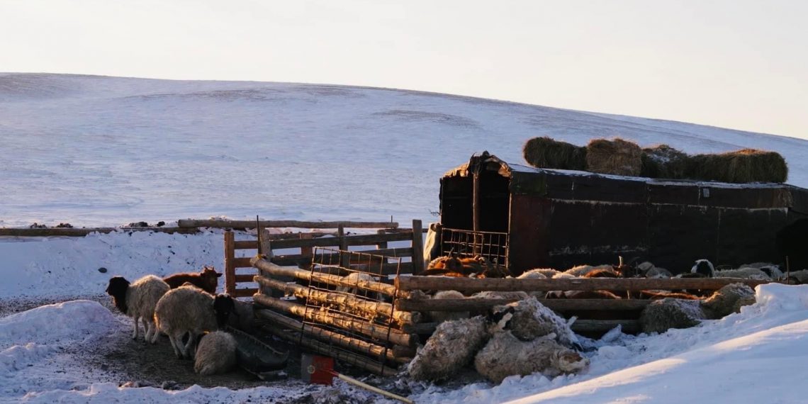 Д.Бараадууз: Малаа хэрхэн онд мэнд оруулах вэ