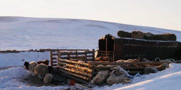 Д.Бараадууз: Малаа хэрхэн онд мэнд оруулах вэ