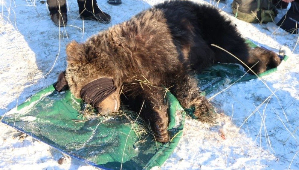 Хил давж ирсэн баавгайг Хан Хэнтийн тусгай хамгаалалттай газар нутгийн захиргаанд хүлээлгэн өгчээ