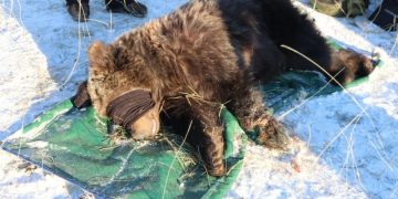 Хил давж ирсэн баавгайг Хан Хэнтийн тусгай хамгаалалттай газар нутгийн захиргаанд хүлээлгэн өгчээ