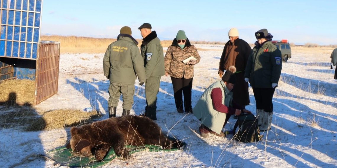 Айлын хотонд орж ирсэн хүрэн баавгайг барьж Хан хэнтийн тусгай хамгаалалттай газарт тавьжээ