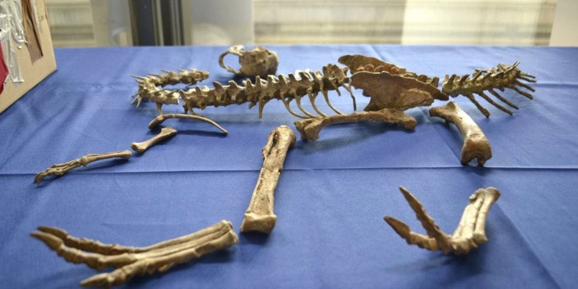 Монголын нутгаас хулгайлсан үлэг гүрвэлийн чулуужсан олдворуудыг буцаан авлаа