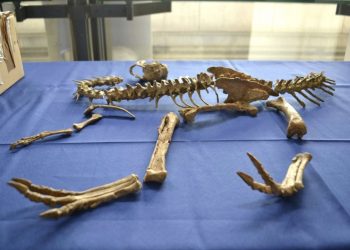 Монголын нутгаас хулгайлсан үлэг гүрвэлийн чулуужсан олдворуудыг буцаан авлаа