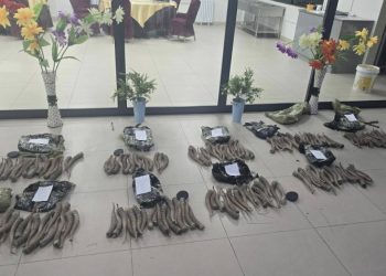 Бөхөнгийн 152 ширхэг эвэр хилээр гаргах гэж байсныг илрүүлэв