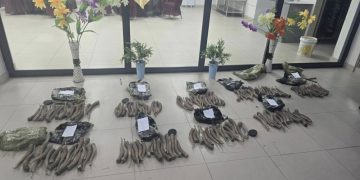 Бөхөнгийн 152 ширхэг эвэр хилээр гаргах гэж байсныг илрүүлэв