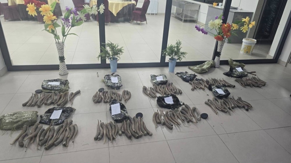 Бөхөнгийн 152 ширхэг эвэр хилээр гаргах гэж байсныг илрүүлэв