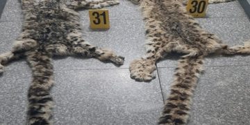 Цоохор ирвэс агнаж, худалдан борлуулах гэж байсан этгээдийг илрүүлжээ