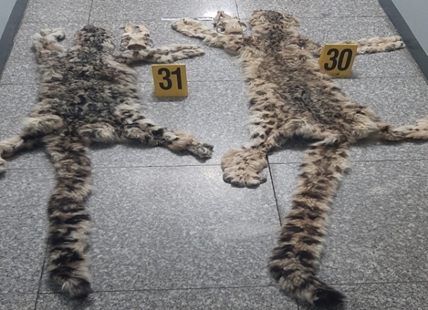 Цоохор ирвэс агнаж, худалдан борлуулах гэж байсан этгээдийг илрүүлжээ