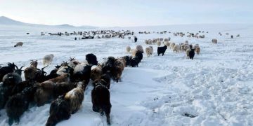 Баруун болон төвийн аймгууд зудын эрсдэл өндөр байна