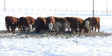 Генийн санд 39 үүлдэр омгийн малын 38000 тун гүн хөлдөөсөн үрийг хадгалж байна