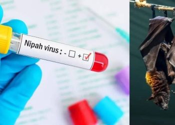 Нипах вирус яаж үүсдэг вэ?