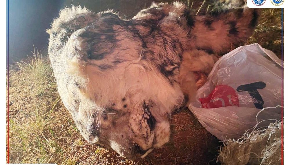 Нэн ховор амьтан хууль бусаар агнаж, ховор ургамал бэлтгэсэн гэмт хэргийг илрүүлжээ