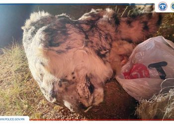 Нэн ховор амьтан хууль бусаар агнаж, ховор ургамал бэлтгэсэн гэмт хэргийг илрүүлжээ