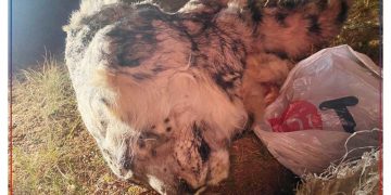 Нэн ховор амьтан хууль бусаар агнаж, ховор ургамал бэлтгэсэн гэмт хэргийг илрүүлжээ