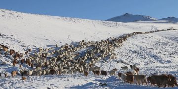 Гэрээсээ явган гараад сураггүй болсон малчин эмэгтэйг гурван өдрийн дараа эсэн мэнд олжээ