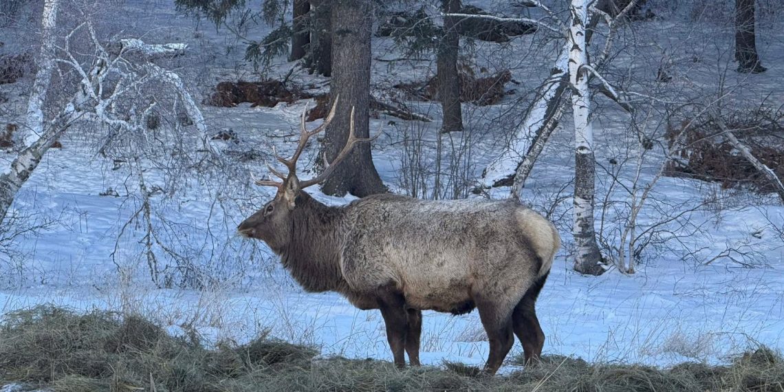 Зэрлэг амьтдыг идэш тэжээлийн хомсдолоос сэргийлэх зорилгоор Богдхан ууланд өвс, тэжээл байршуулжээ