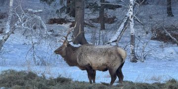 Зэрлэг амьтдыг идэш тэжээлийн хомсдолоос сэргийлэх зорилгоор Богдхан ууланд өвс, тэжээл байршуулжээ