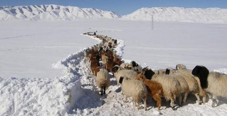 11 аймгийн 56 сумын нутгаар цагаан зудтай байна