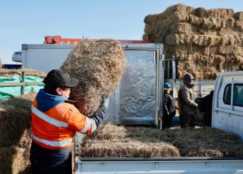 Налайх, Багахангай дүүргийн малчдад өвс, тэжээлийн дэмжлэг үзүүлжээ