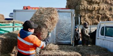 Налайх, Багахангай дүүргийн малчдад өвс, тэжээлийн дэмжлэг үзүүлжээ