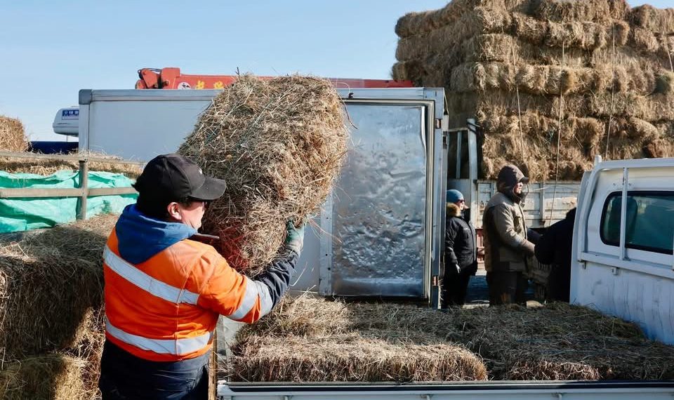 Налайх, Багахангай дүүргийн малчдад өвс, тэжээлийн дэмжлэг үзүүлжээ
