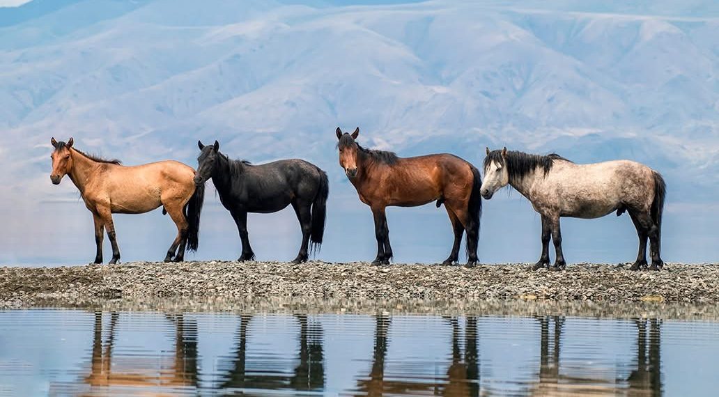 Монгол одон зурхайн тоолол ба XVII жарны “Сүрээр дарагч” хэмээгч гал морин жилийн төлөв байдал