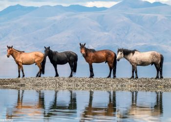 Монгол одон зурхайн тоолол ба XVII жарны “Сүрээр дарагч” хэмээгч гал морин жилийн төлөв байдал