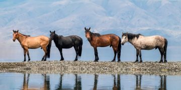Монгол одон зурхайн тоолол ба XVII жарны “Сүрээр дарагч” хэмээгч гал морин жилийн төлөв байдал
